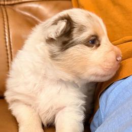 Samuel - Red merle male Australian Shepherd puppy in Grove, Oklahoma from Dollface Aussies