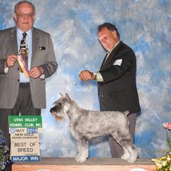 Standard Schnauzer All Grown Up from Kidson Standard Schnauzers