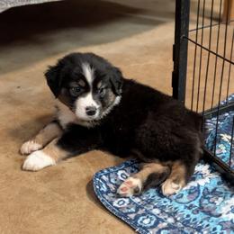 Jade - Black tri female Miniature Australian Shepherd puppy in Crockett, Texas from Pleasant Grove Aussies