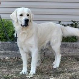 Thor - Golden Retriever