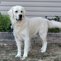 Thor - Golden Retriever