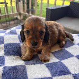 Roman - Red male Dachshund puppy in Clarksdale, Mississippi from Bo Didley's Doxies