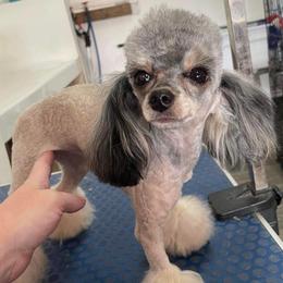 Dollee - Cream female Poodle puppy in Bedford, Texas from S.H.A.R.P.’s Toy Poodles