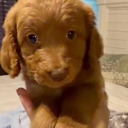 Luca - Red  male Goldendoodle puppy in Orlando, Florida from Island Doodle Co. - Goldendoodles Raised with Love