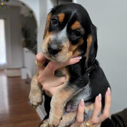 Kluski - Black tan and bluetick male Beagle puppy in Coraopolis, Pennsylvania from DeNard Beagles