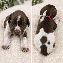 German Shorthaired Pointer Puppies from Lisa’s GSP’s