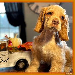 Cavalier King Charles Spaniel and Cocker Spaniel Puppies from Enchanted Spaniels