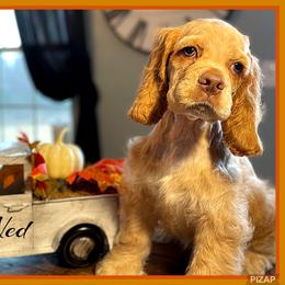 Cavalier King Charles Spaniel and Cocker Spaniel Puppies from Enchanted Spaniels
