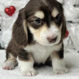 Dachshund Puppies from RRD