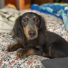 Lizzie - Dachshund
