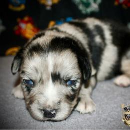 Salem - Blue merle female Australian Shepherd puppy in El Dorado Springs, Missouri from HP Aussie Kennels