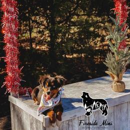 Miniature Australian Shepherd and Toy Australian Shepherd Puppies from Fireside Toy & Mini Aussies