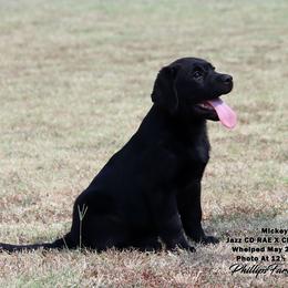 Mickey - Black male Labrador Retriever puppy in Point, Texas from Lakylu Kennels