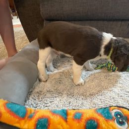 English Springer Spaniel Puppies from Timothy Naylor