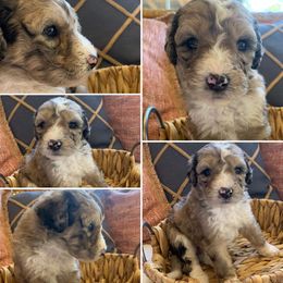 Boy 1 - Aussiedoodle puppy in Decatur, Alabama from Flint Creek Doodles
