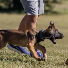 Rolling G Kennels Tales of the Crypt (Crypt) - Red sable male Belgian Malinois puppy in Dewy Rose, Georgia from Rolling G Kennels