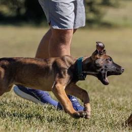 Rolling G Kennels Tales of the Crypt (Crypt) - Red sable male Belgian Malinois puppy in Dewy Rose, Georgia from Rolling G Kennels