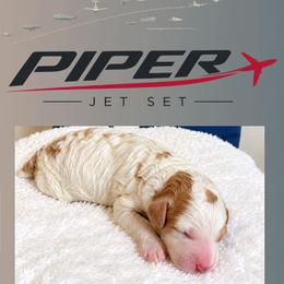 Girl 1 - female Poodle puppy in Dallas, Texas from Cityscape Moyen Poodles