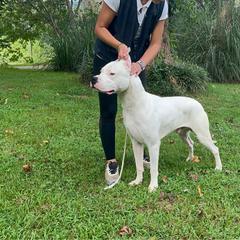 Dogo Argentino puppies from Dogos Casa Monarca