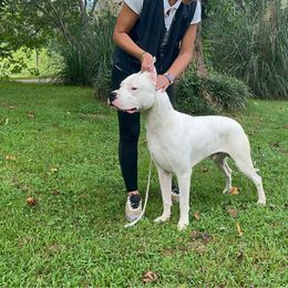 Dogo Argentino puppies from Dogos Casa Monarca