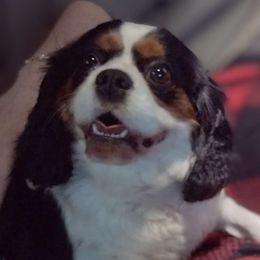 Ellie - Cavalier King Charles Spaniel