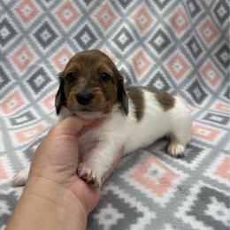 BOY 3 - Piebald male Dachshund puppy in Hoover, Alabama from Tide Town Doxies