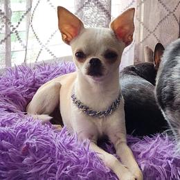 Asher - Chihuahua