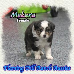 Mokara - Black tri female Toy Australian Shepherd puppy in Forestburg, Texas from Flaming Dill Ranch Aussies