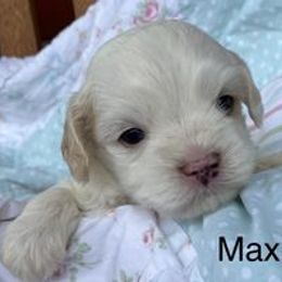 Cavapoo Puppies from Hickory Doodle Farm