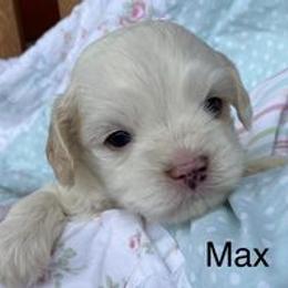 Cavapoo Puppies from Hickory Doodle Farm