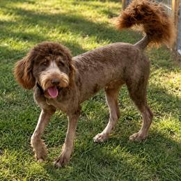 Bear - Goldendoodle
