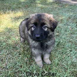 Olive Collar Boy - Sable male German Shepherd puppy in Columbus, Mississippi from Olde Wolfe German Shepherds