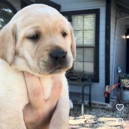 Pink Collar - Yellow female Labrador Retriever puppy in Galt, California from On My Side Kennels