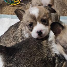 Jack - Red male Pembroke Welsh Corgi puppy in Walnut, Iowa from Michelle's House of Corgi's