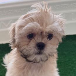 Goldie - Gold and white male Shih Tzu puppy in Orlando, Florida from Shih Tzu Puppy in Orlando