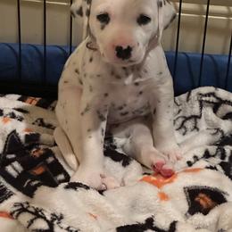 Dalmatian Puppies from Cowart’s Dalmatians