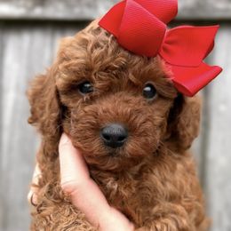 Poodles from Rouge Poodles