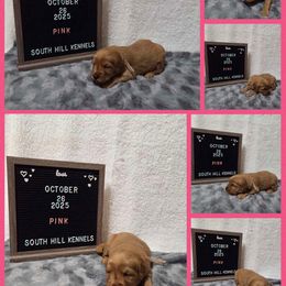Golden Retriever Puppies from South Hill Golden Retrievers