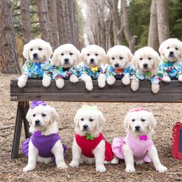 German Shepherd and Golden Retriever Puppies from Sweetheart Therapy Dogs LLC