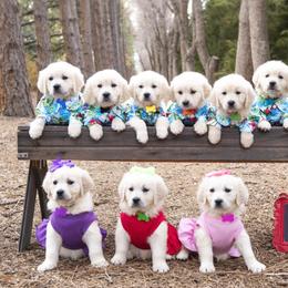 German Shepherd and Golden Retriever Puppies from Sweetheart Therapy Dogs LLC