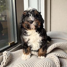 Bernedoodle puppies from Adored Poodle & Doodles