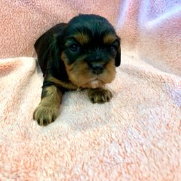 Girl 2 “Tennessee” - Black and tan Cavalier King Charles Spaniel puppy in St. Cloud, Minnesota from Embricks Cavaliers