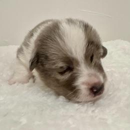 Batman - Blue merle and white male American Corgi puppy in Preston, Idaho from KC Bar Ranch Aussies