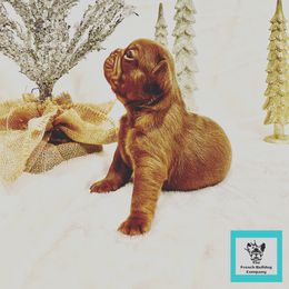 French Bulldog Puppies from The French Bulldog Company LLC