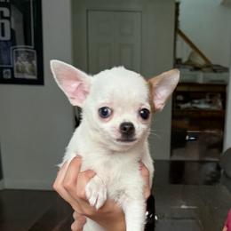 Girl 2 - Sable spotted white female Chihuahua puppy in Charleston, Maine from North Woods Chihuahua’s & Golden Retrievers