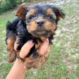 Ollie - Black and tan male Yorkshire Terrier puppy in Ocala, Florida from Yorkie  And Shih Tzu Love