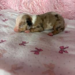 Miley - Piebald female Dachshund puppy in Lake City, Florida from My Ditzy Doxies of Florida