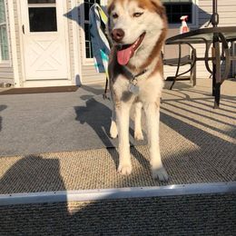 Siberian Husky Puppies from Crazy Cookies Huskies