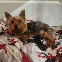 Sasha - Yorkshire Terrier