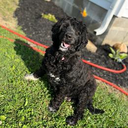 Evidence - Portuguese Water Dog